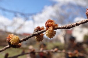 カラマツの雄花
