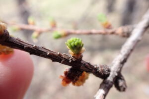 カラマツの葉の芽