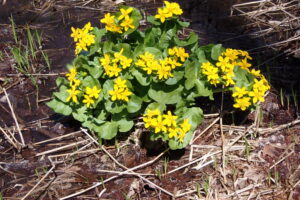 エゾノリュウキンカの黄色い花