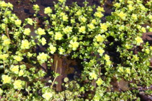 ネコノメソウのレモンイエローの花