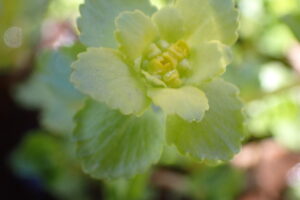 ネコノメソウのレモンイエローの花