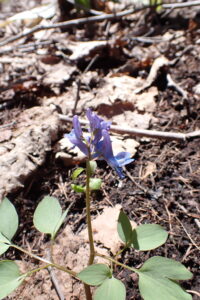 エゾエンゴサクの水色の花
