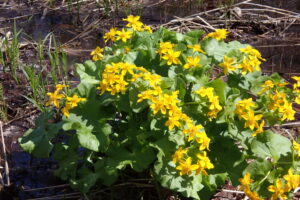 エゾノリュウキンカの黄色い花