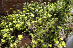 ネコノメソウのレモンイエローの花