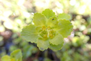 ネコノメソウのレモンイエローの花