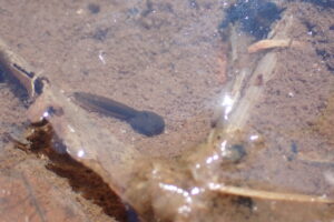 エゾアカガエルのオタマジャクシ