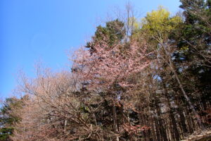 エゾヤマザクラの桃色の花