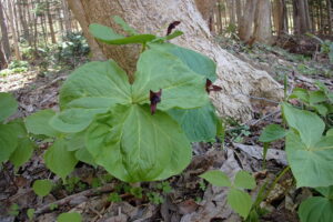 エンレイソウの濃い赤の花