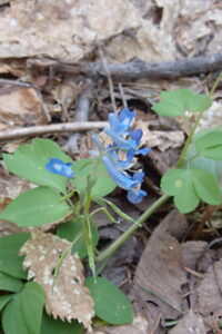エゾエンゴサクの水色の花