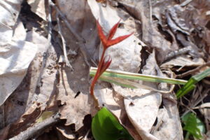 ツタウルシの赤い芽