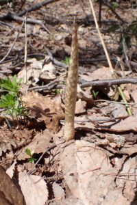 コウライテンナンショウの芽出し