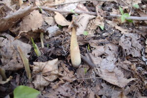コウライテンナンショウの芽出し