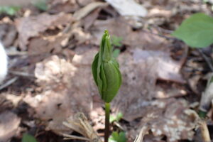 クルマバツクバネソウの芽出し