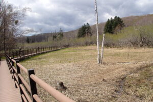 湿原の様子