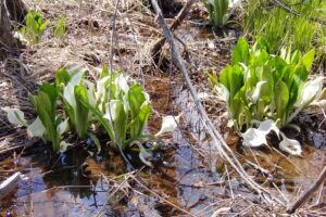 葉が茂りだしたミズバショウ
