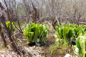 葉が茂りだしたミズバショウ