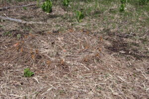 ヤマドリゼンマイのサークル