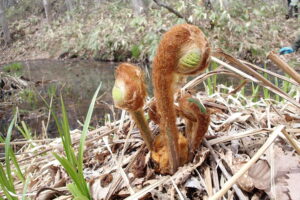 ヤマドリゼンマイの芽出し