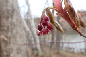 ハウチワカエデの赤い花