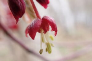 ハウチワカエデの赤い花