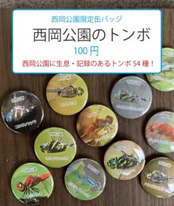西岡公園に生息・記録のあるトンボ54種！