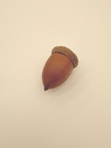 アカナラの実
