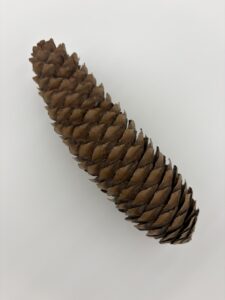 ヨーロッパトウヒ