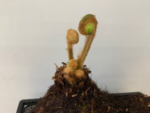 ヤマドリゼンマイの芽出し