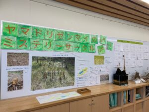 ヤマドリゼンマイのミステリーサークルの展示