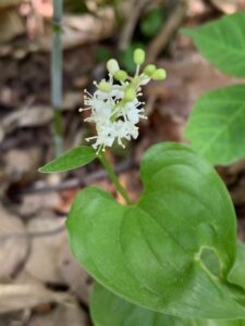 マイヅルソウの白い花
