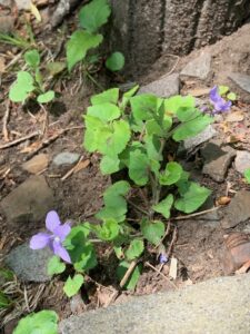 タチツボスミレの紫色の花