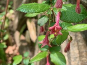 ミヤマウグイスカグラの花
