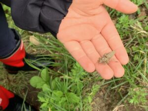ホンサナエの羽化殻