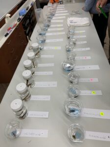 ヤゴの展示