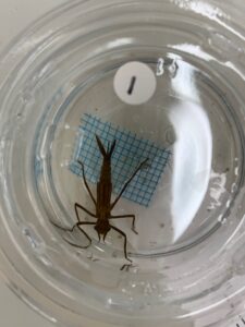 トンボの幼虫、ヤゴたち