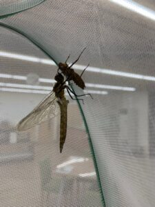 羽化したオオトラフトンボ