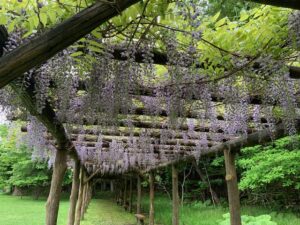 藤棚のフジの花