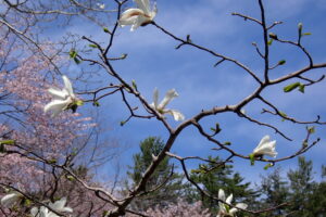 キタコブシの花