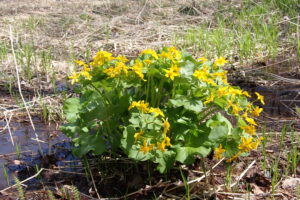エゾノリュウキンカの黄色い花