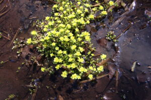 ネコノメソウの花
