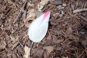 キタコブシの花びら