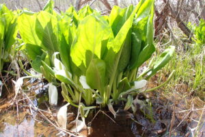 葉が茂っているミズバショウ