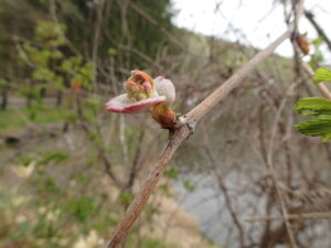 ヤマブドウの芽出し