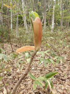 ホオノキの芽出し