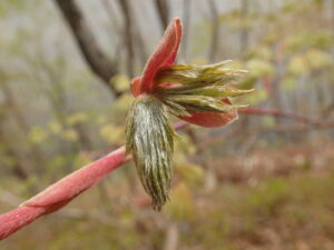 ハウチワカエデの芽出し