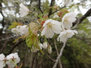 エゾヤマザクラの桃色の花