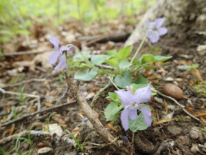 タチツボスミレの紫色の花