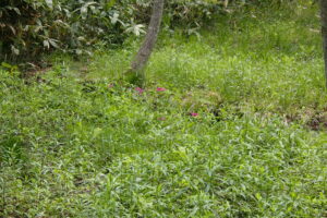 クリンソウの濃い桃色の花