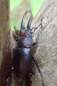 ノコギリクワガタ