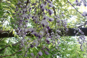 フジの花
